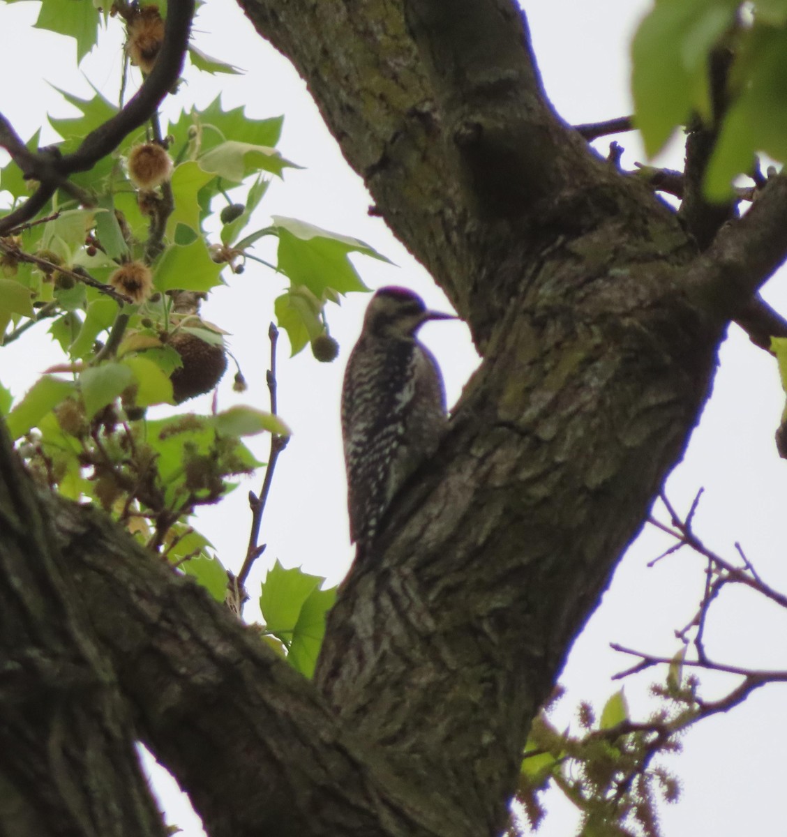 Yellow-bellied Sapsucker - ML618142939