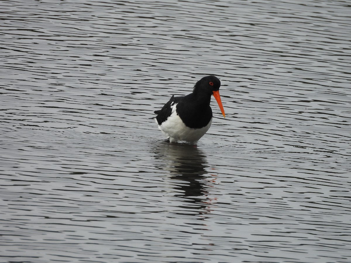 Pied Oystercatcher - Chanith Wijeratne