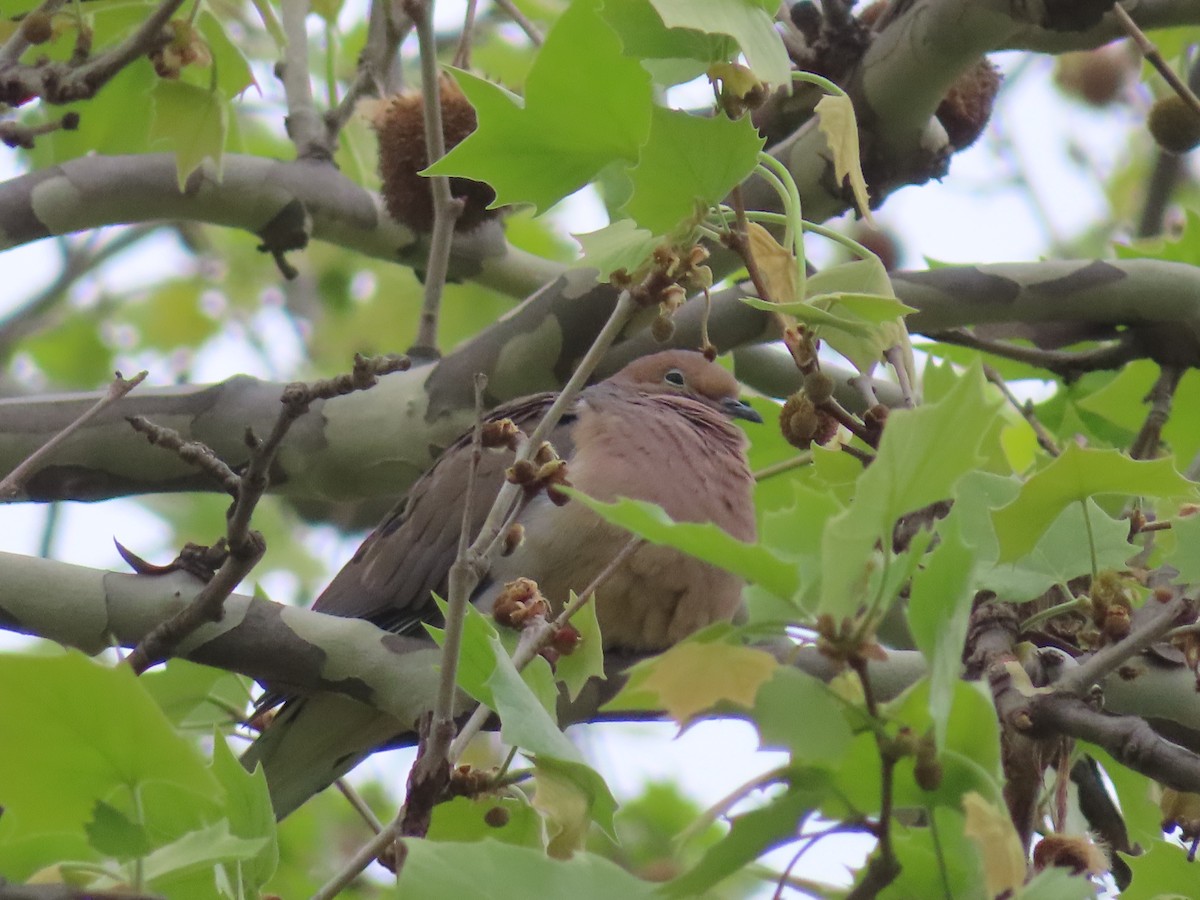 Mourning Dove - ML618142948