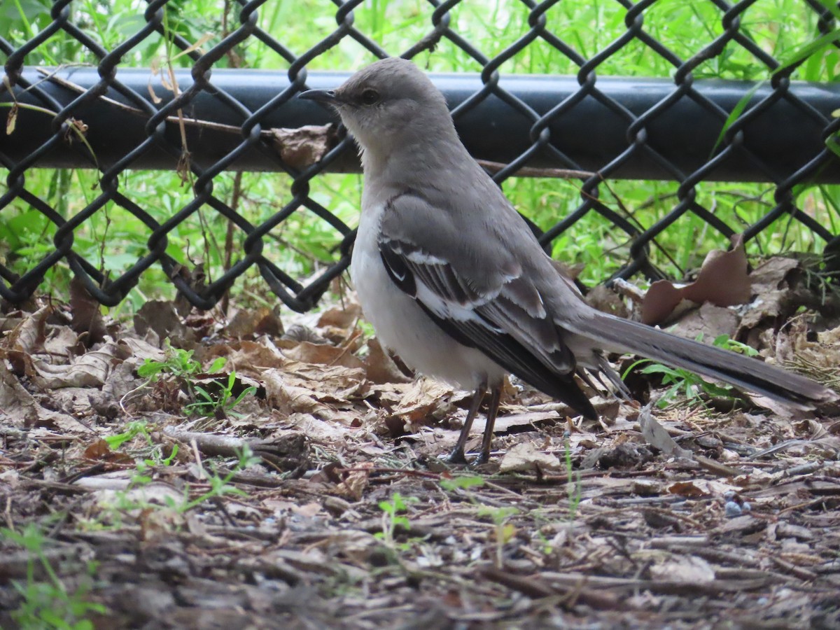 Northern Mockingbird - ML618142956