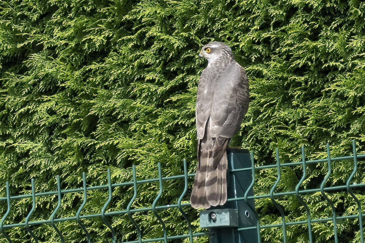 Eurasian Sparrowhawk - John  Bursnall