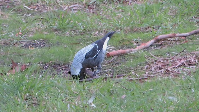 Australian Magpie - ML618142969