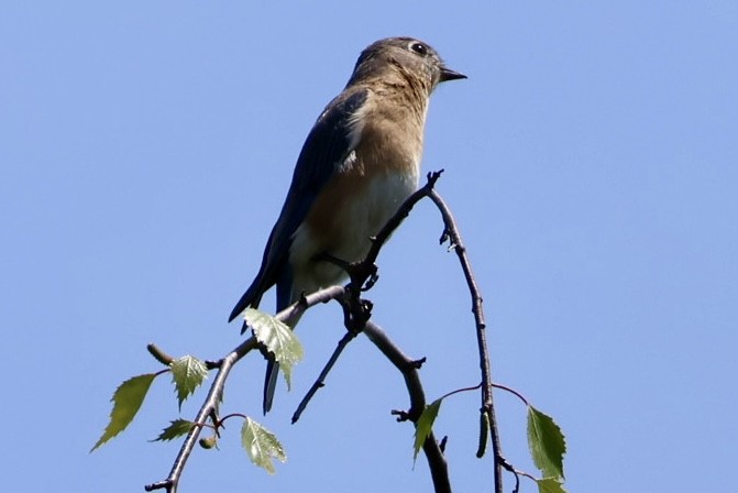 Eastern Bluebird - Sara Whittington