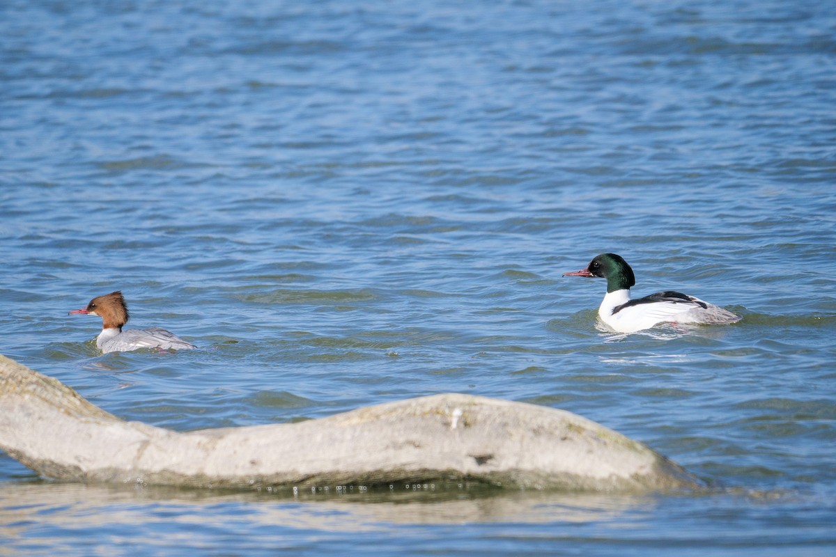 Common Merganser - Marek Stefunko