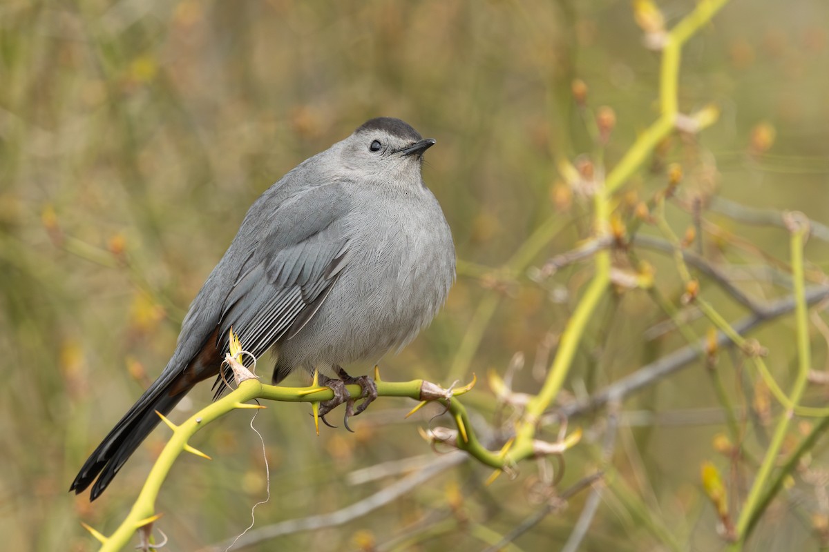 Gray Catbird - R Brodell