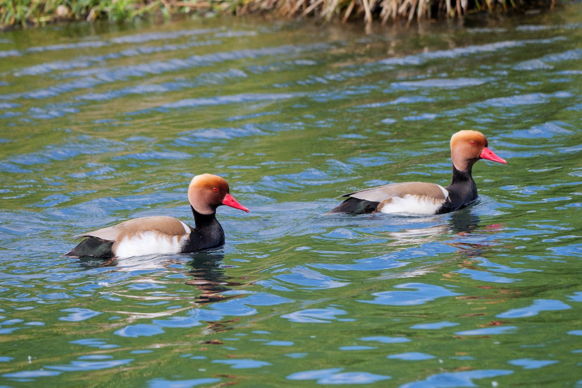 Red-crested Pochard - Marek Stefunko