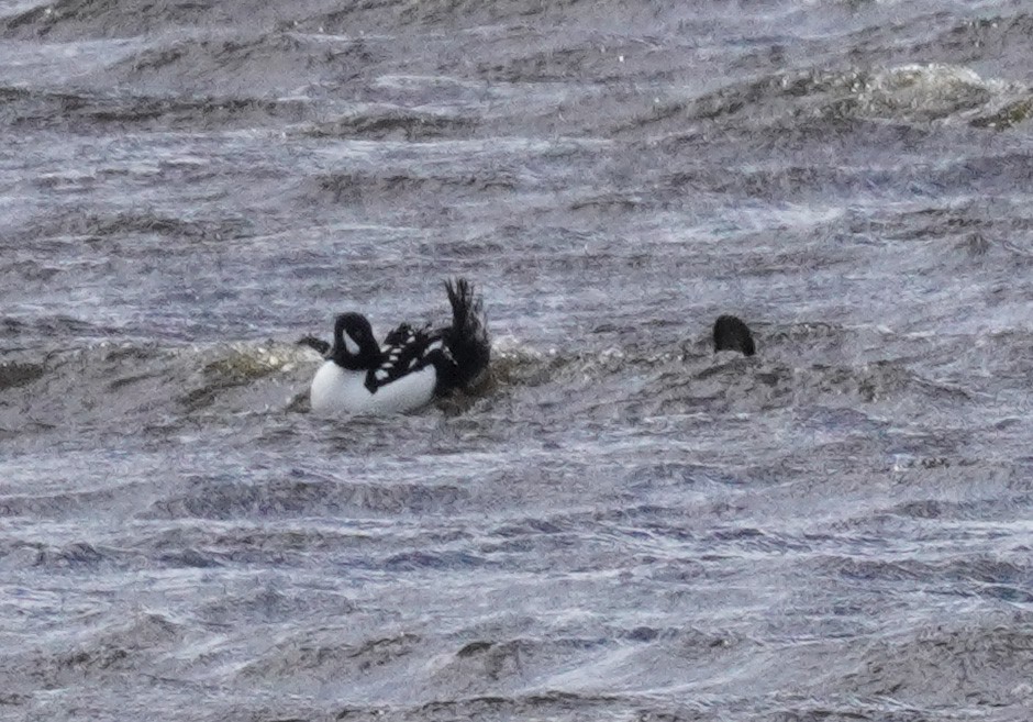 Barrow's Goldeneye - Sarah Foote