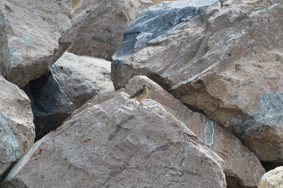 American Pipit - Shin Mun Cheol