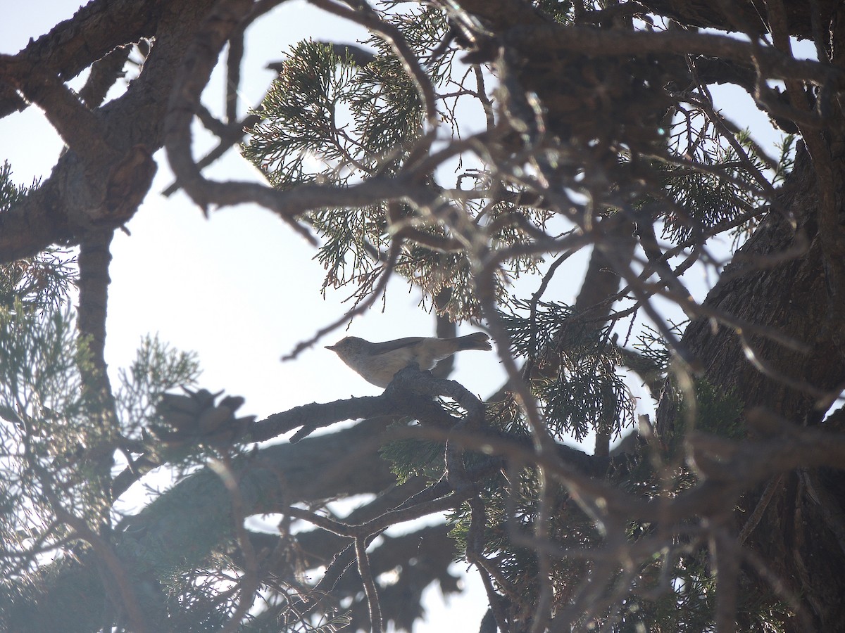 Inland Thornbill - ML618143004