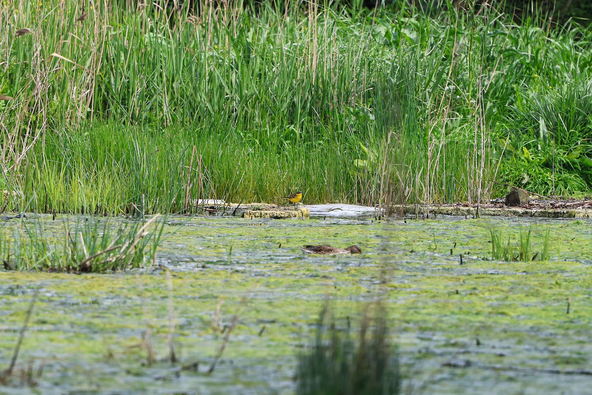 Eastern Yellow Wagtail - Shin Mun Cheol