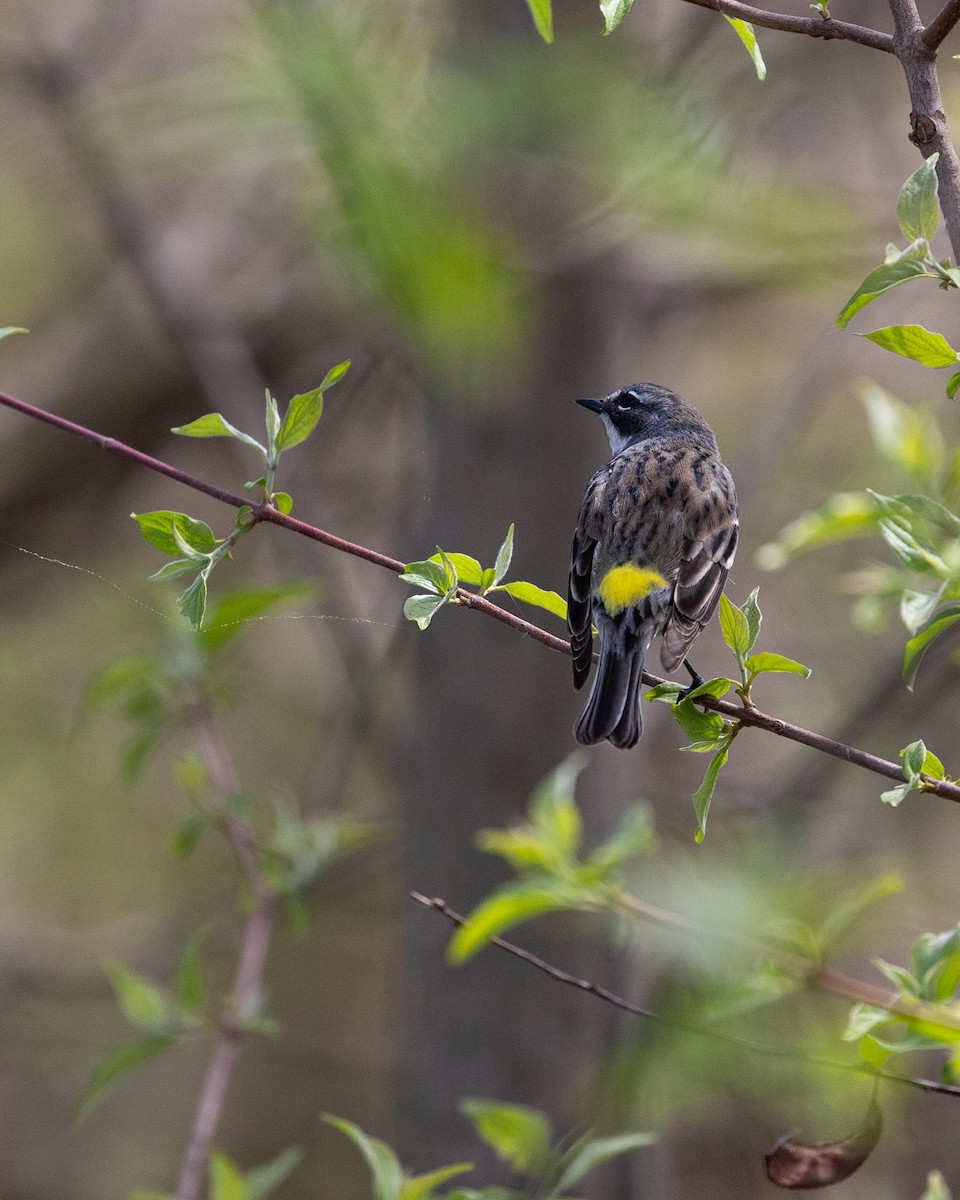 Yellow-rumped Warbler - Jamie Wert