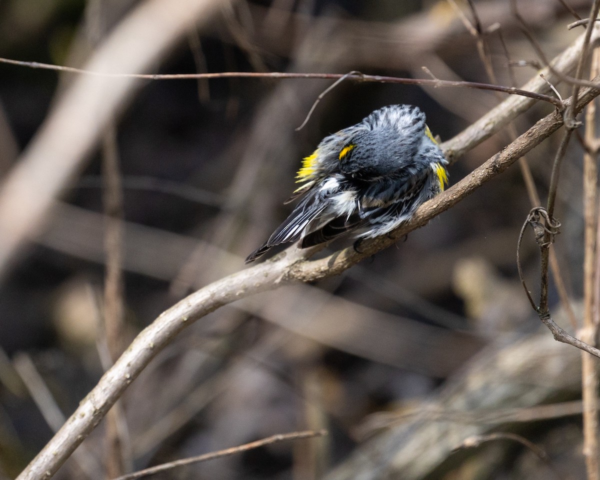 Yellow-rumped Warbler - Jamie Wert