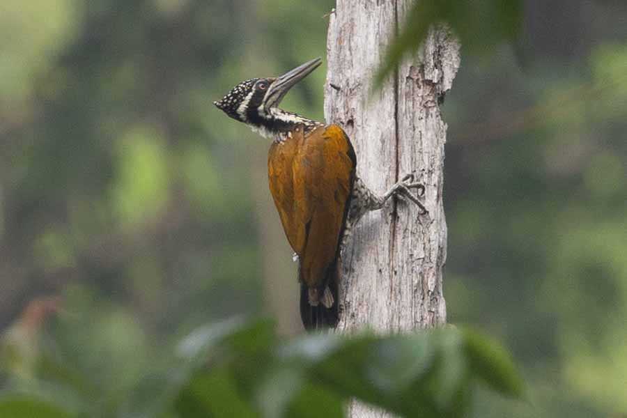 Greater Flameback - Samanvitha Rao