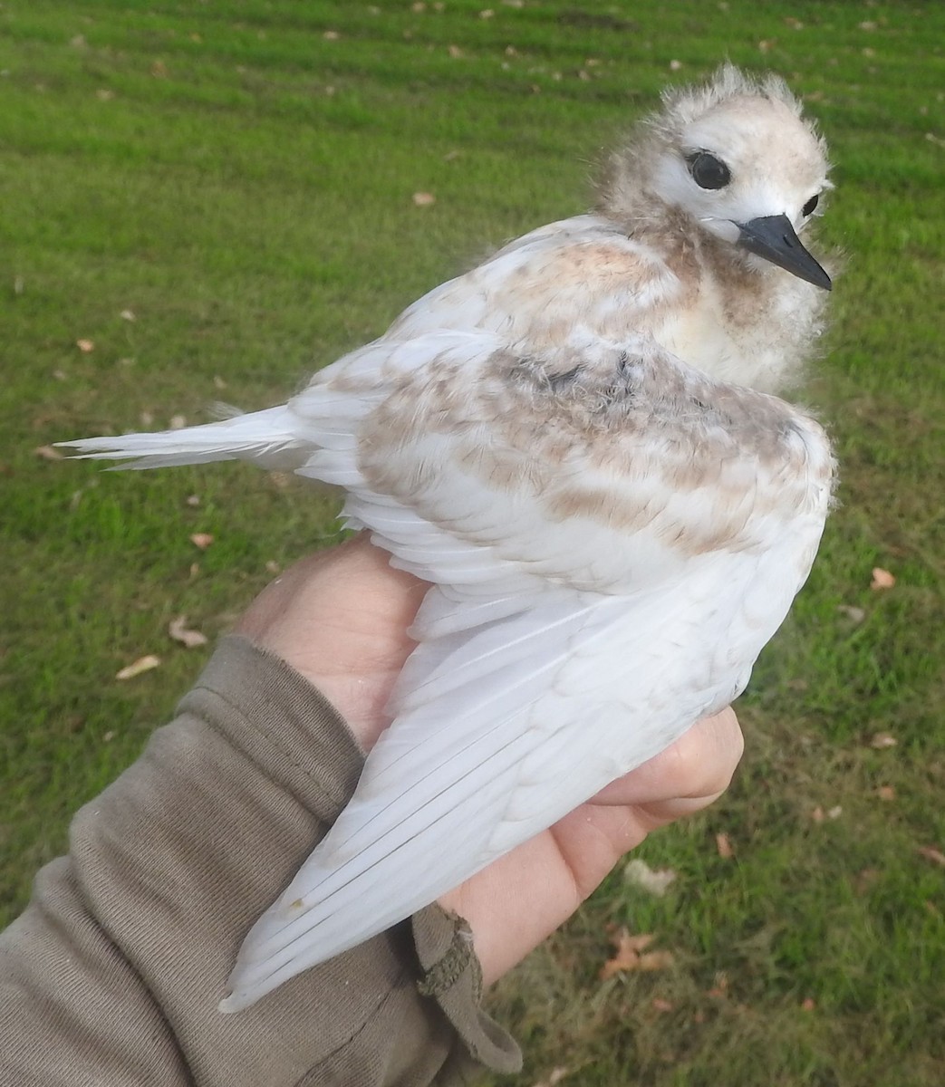 White Tern - ML618143050