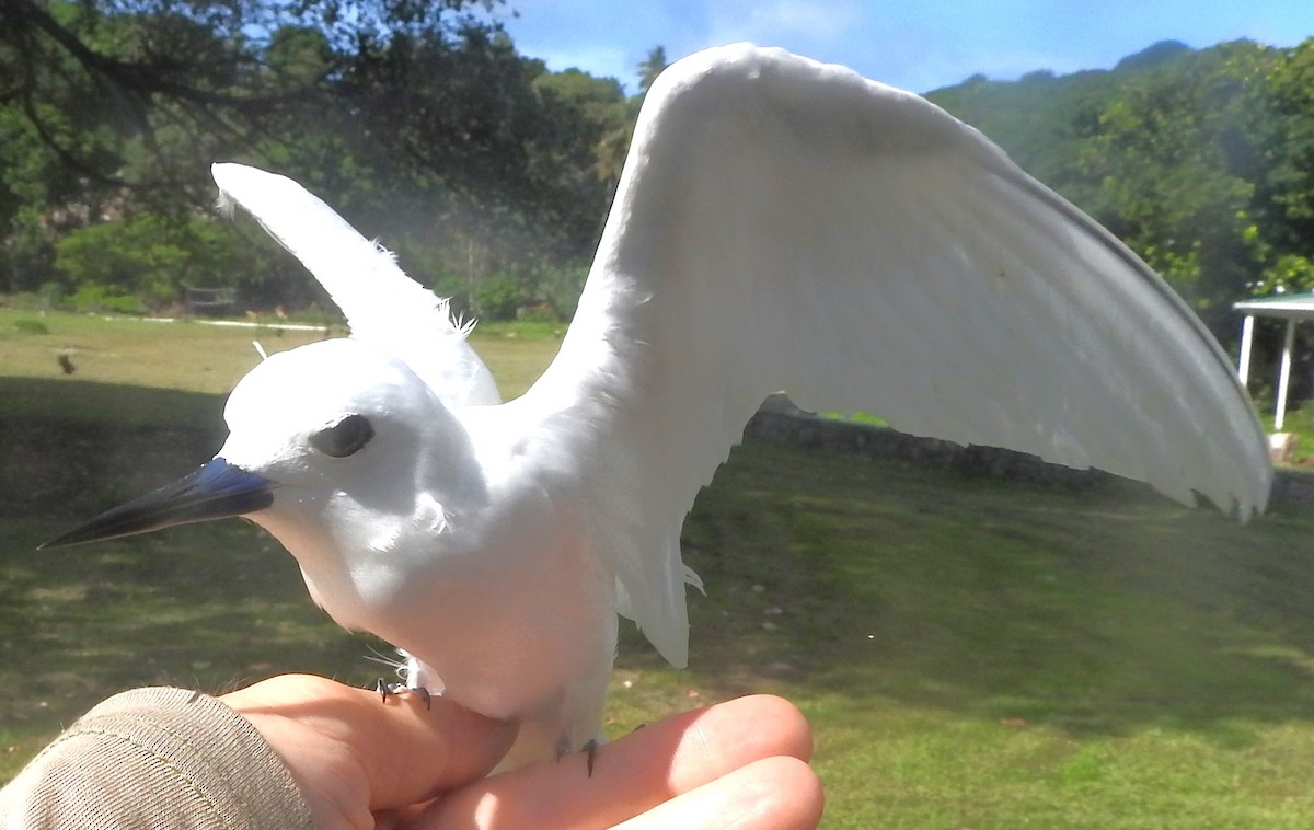 White Tern - ML618143051