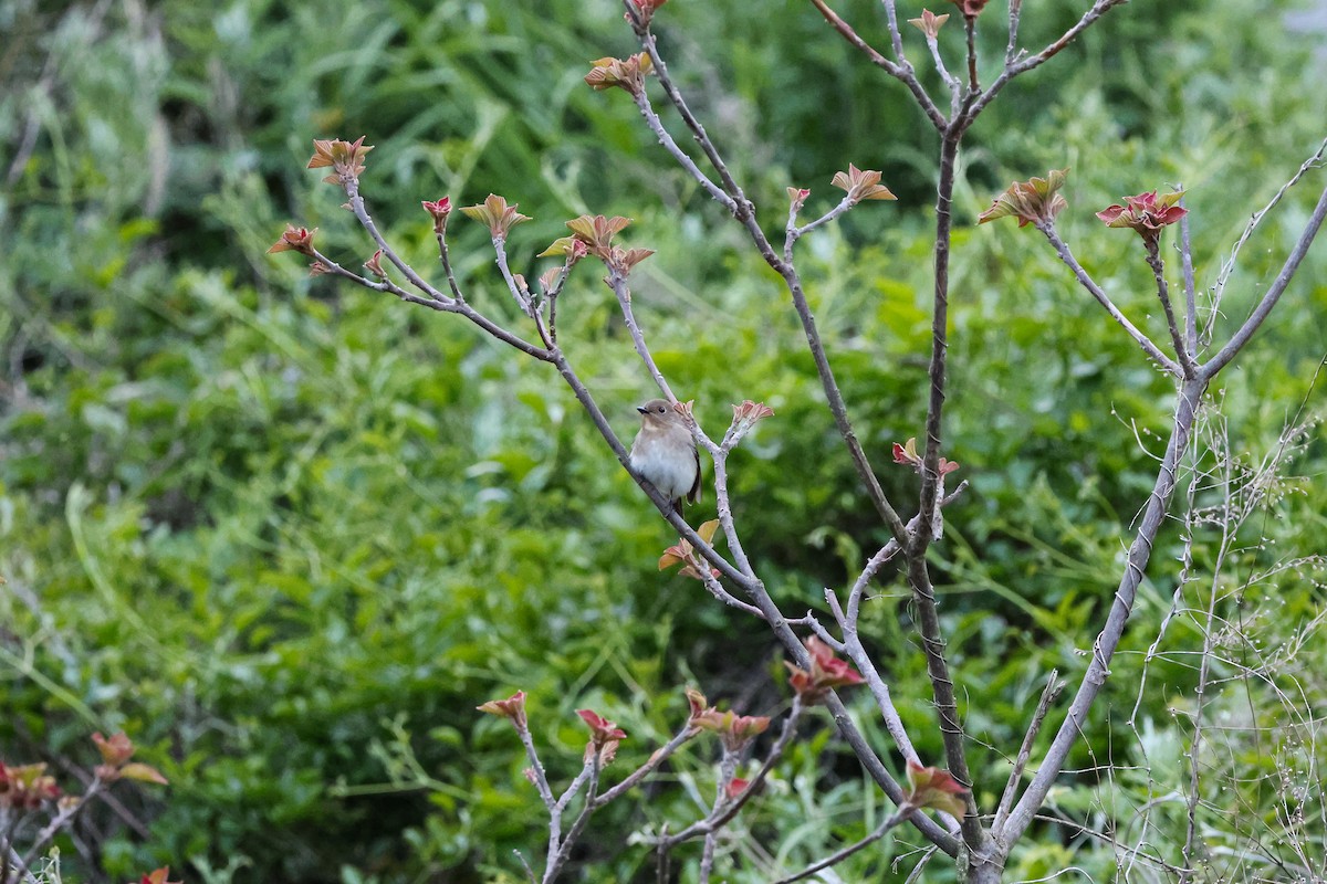 Taiga Flycatcher - ML618143053