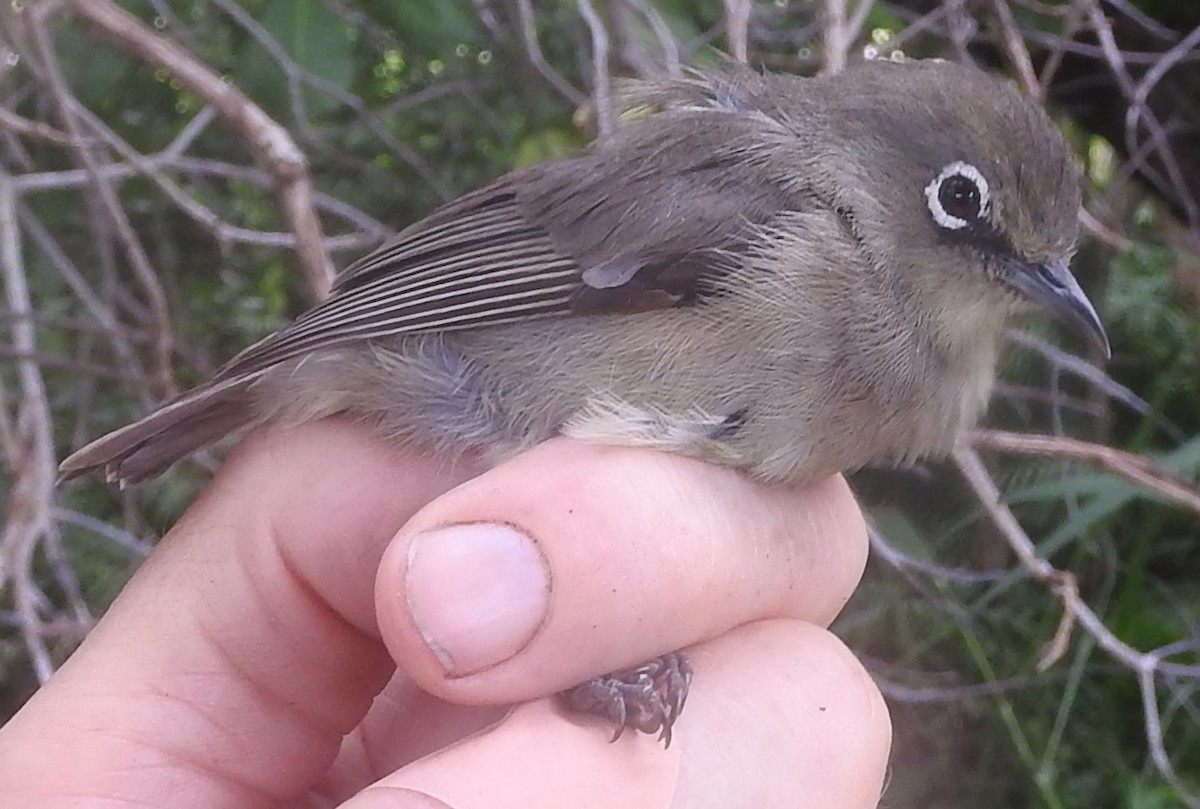 Seychelles White-eye - Dieter Oschadleus