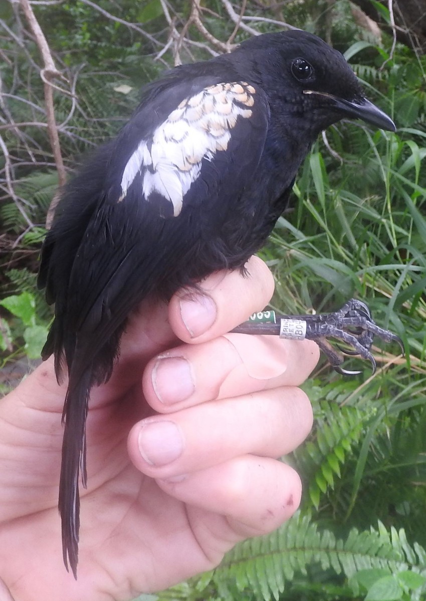 Seychelles Magpie-Robin - ML618143074