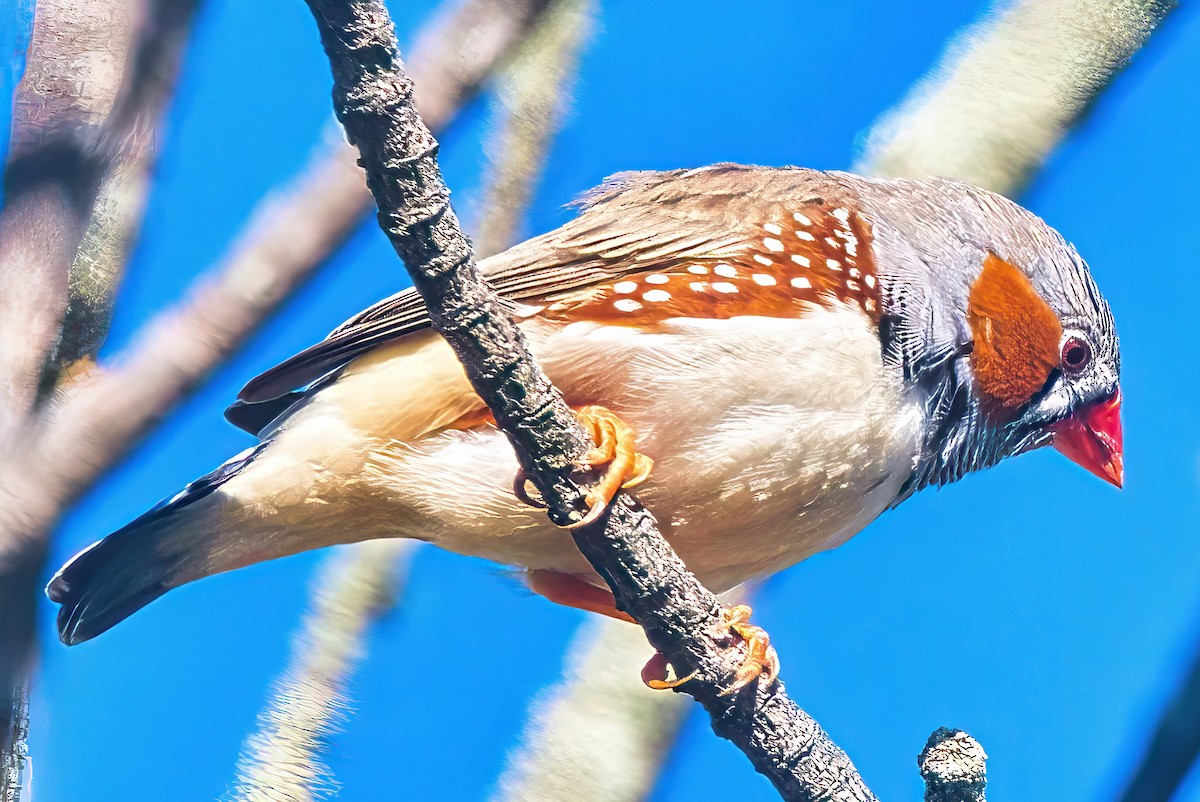 Zebra Finch (Australian) - Alfons  Lawen