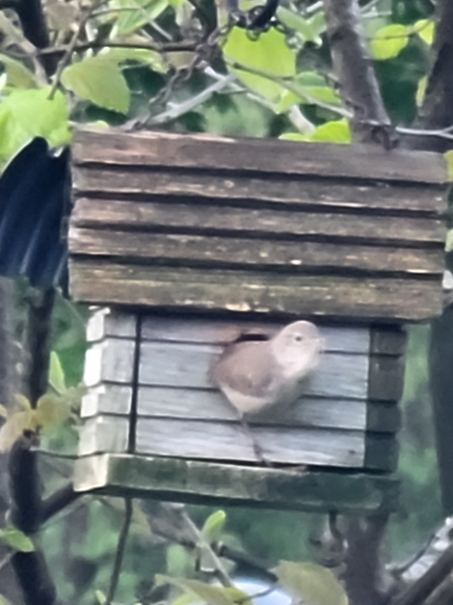 House Wren - Scott Harp