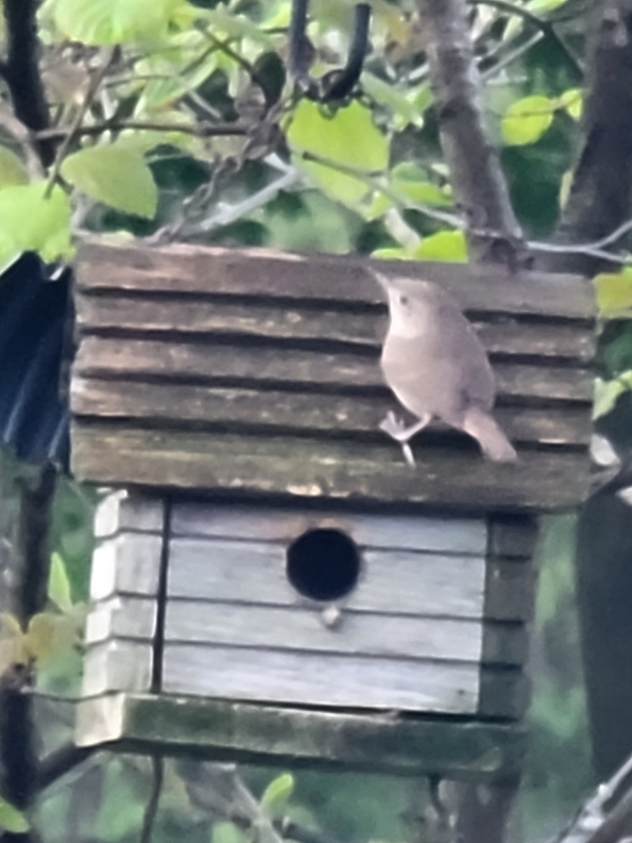 House Wren - Scott Harp