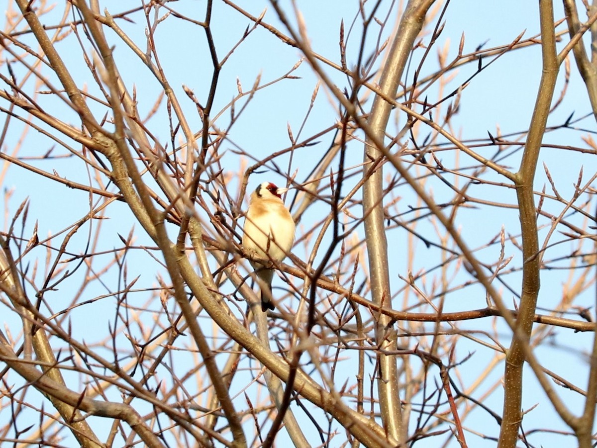 European Goldfinch - ML618143092