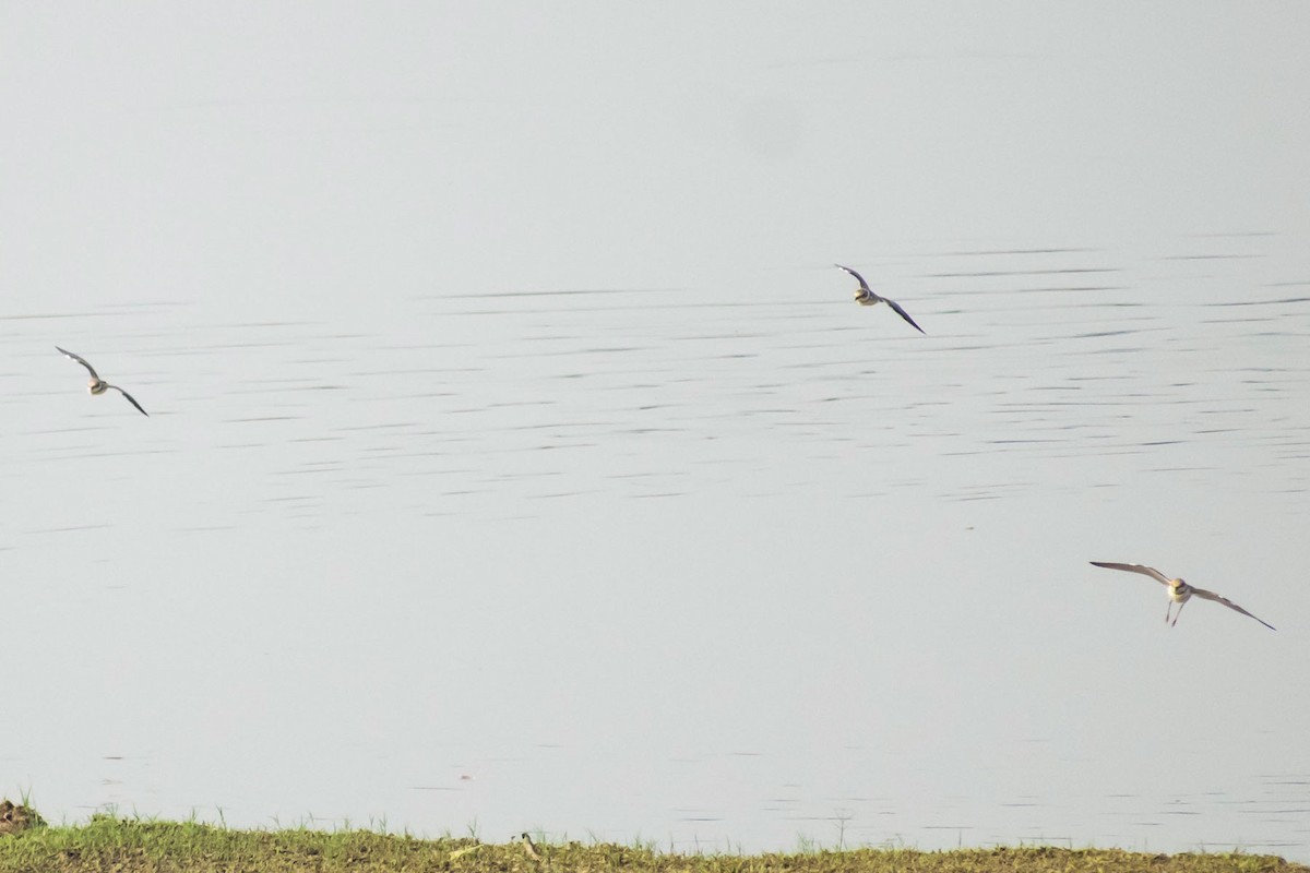 Little Ringed Plover - Prem swaroop Kolluru