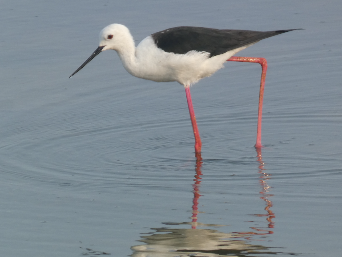 Black-winged Stilt - Carolyn Sanders