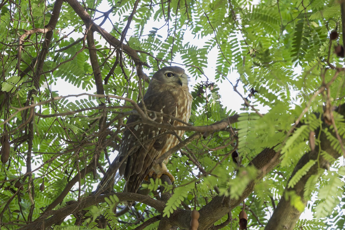 Barking Owl - ML618143124