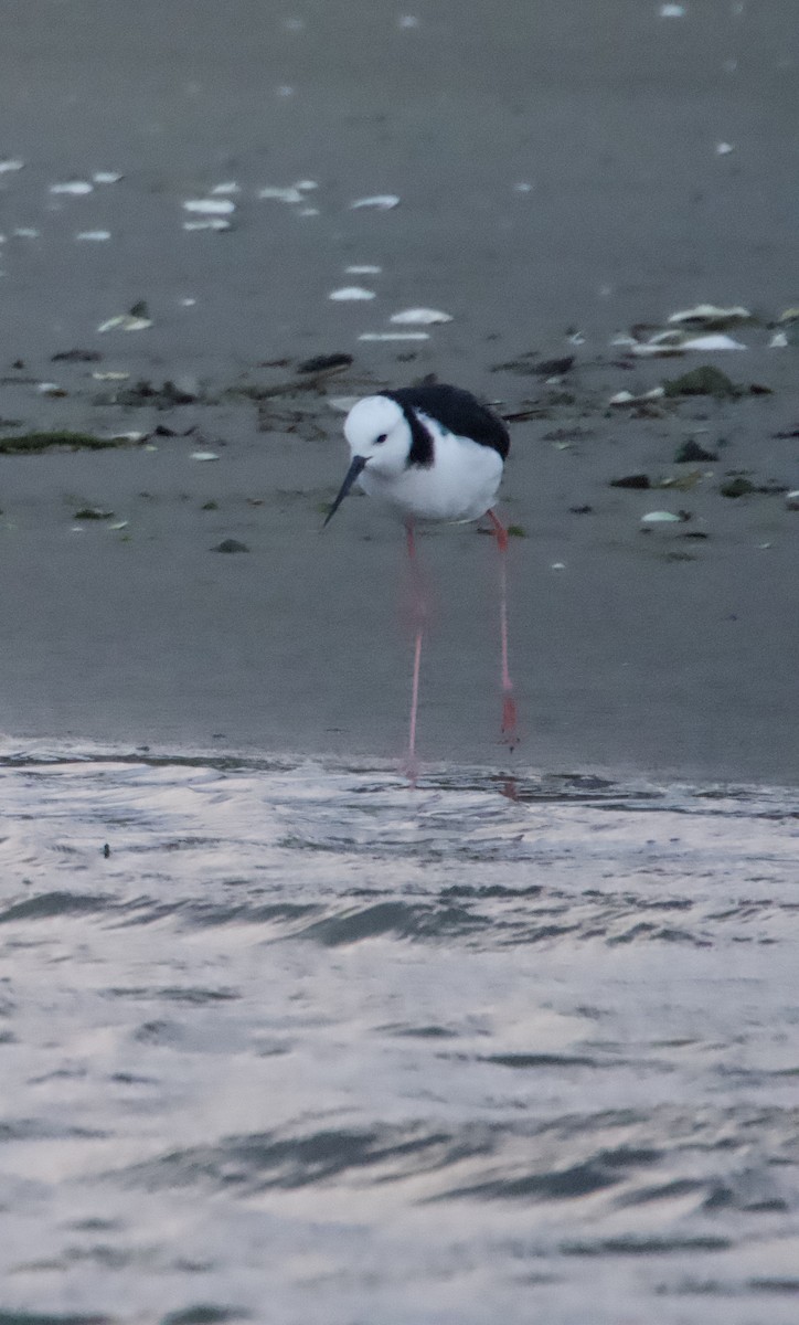 Pied Stilt - ML618143134