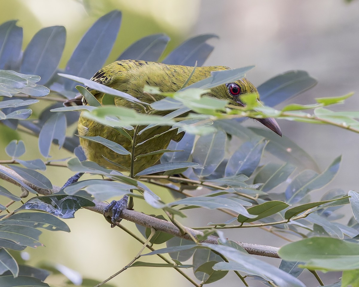 Green Oriole - ML618143135