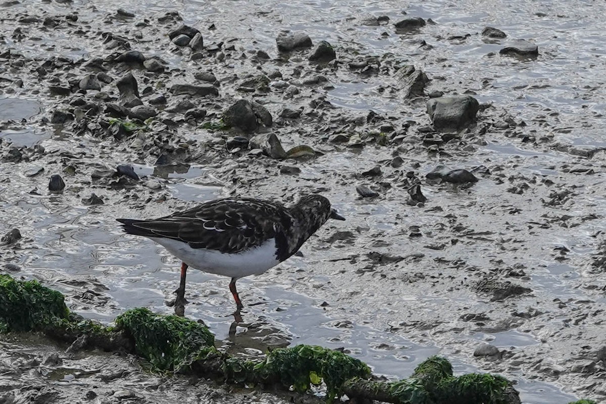 Ruddy Turnstone - ML618143180