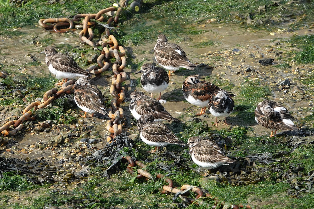 Ruddy Turnstone - Robert Wright