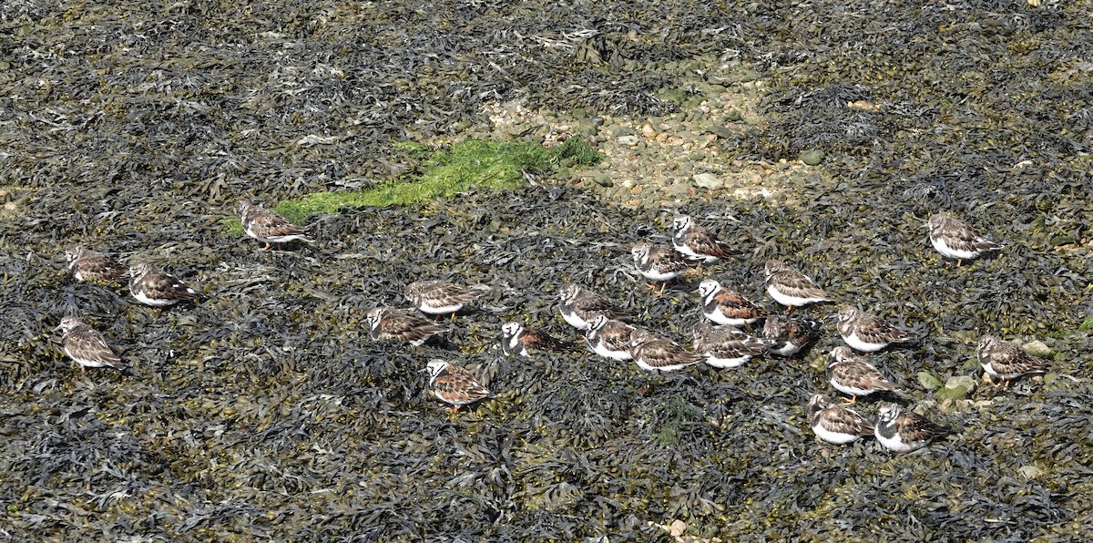 Ruddy Turnstone - Robert Wright