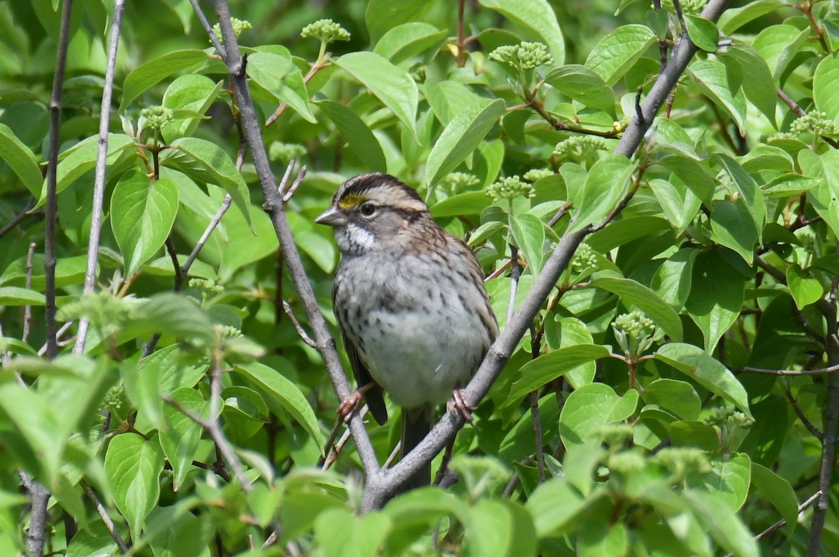 White-throated Sparrow - Colin Dillingham