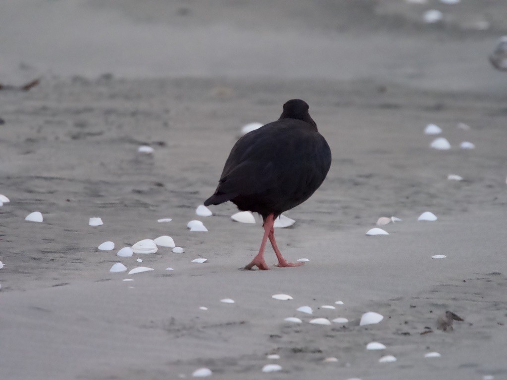 Variable Oystercatcher - ML618143188