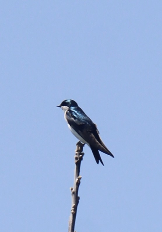 Tree Swallow - ML618143189