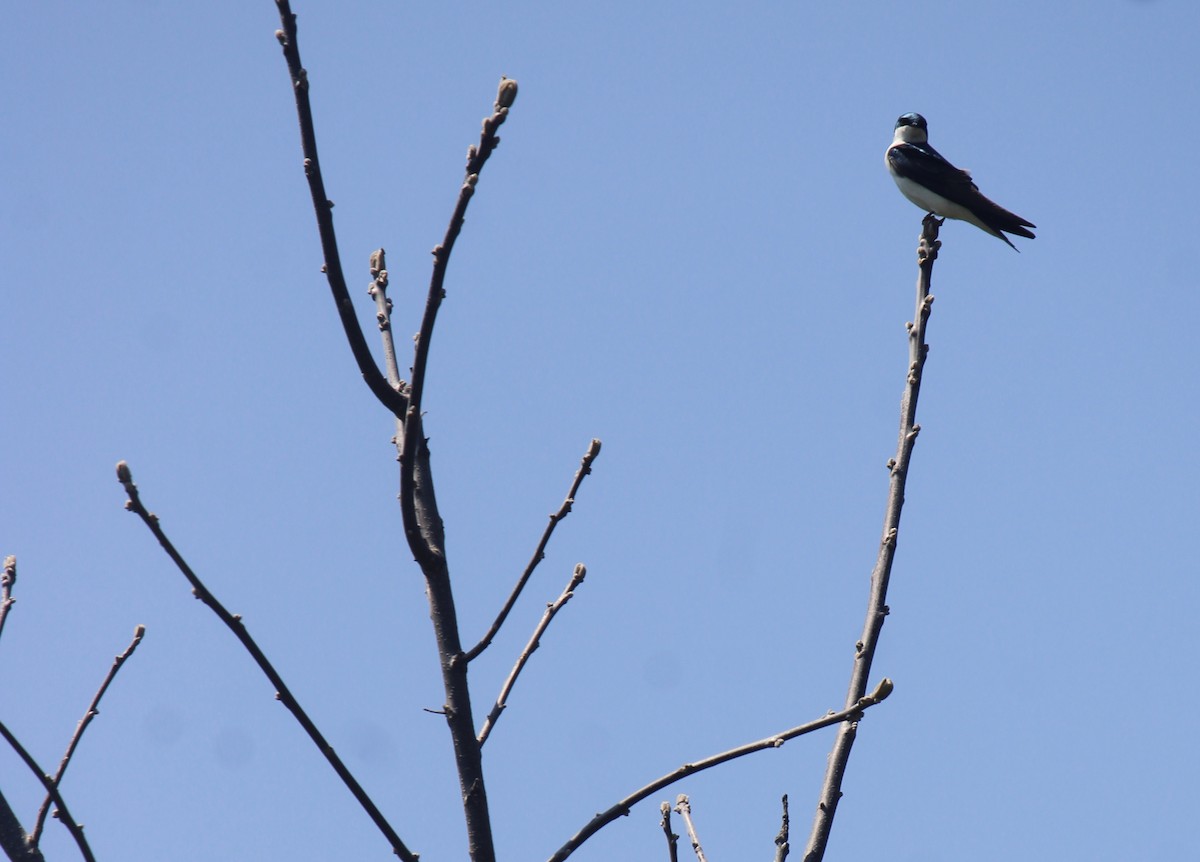 Tree Swallow - ML618143191