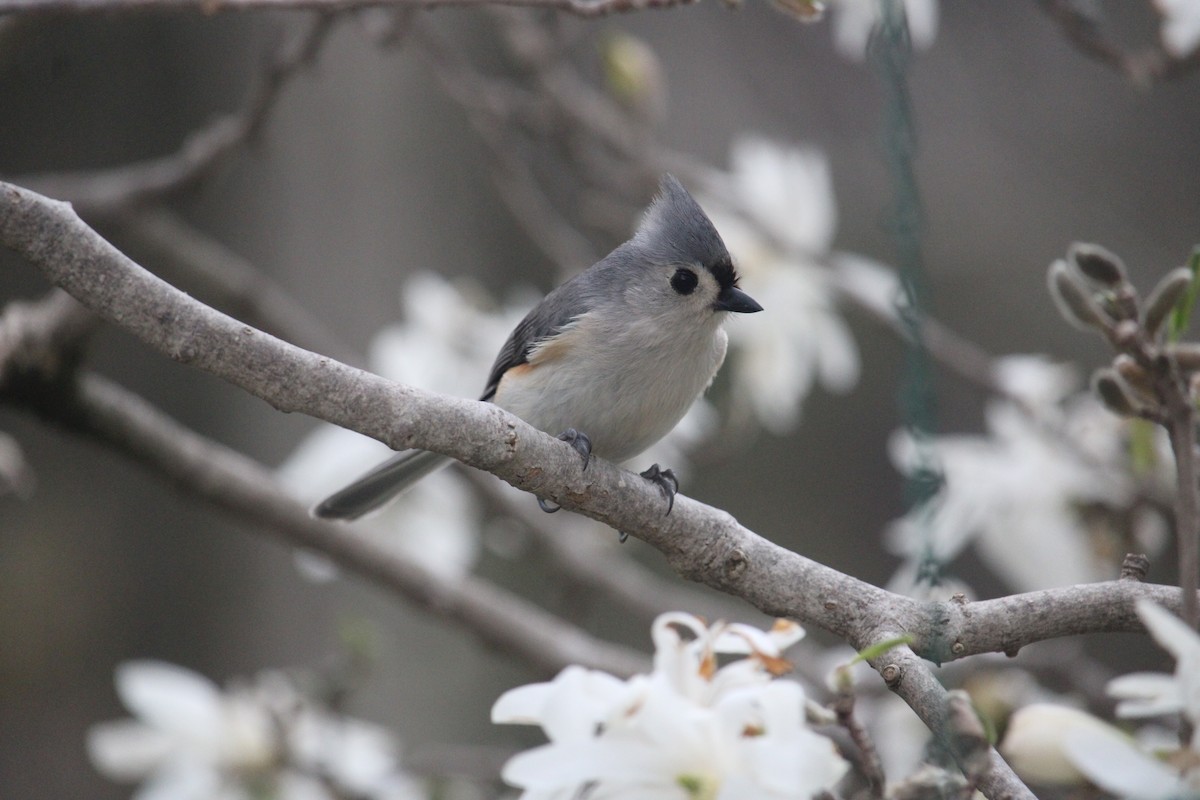 Tufted Titmouse - ML618143238