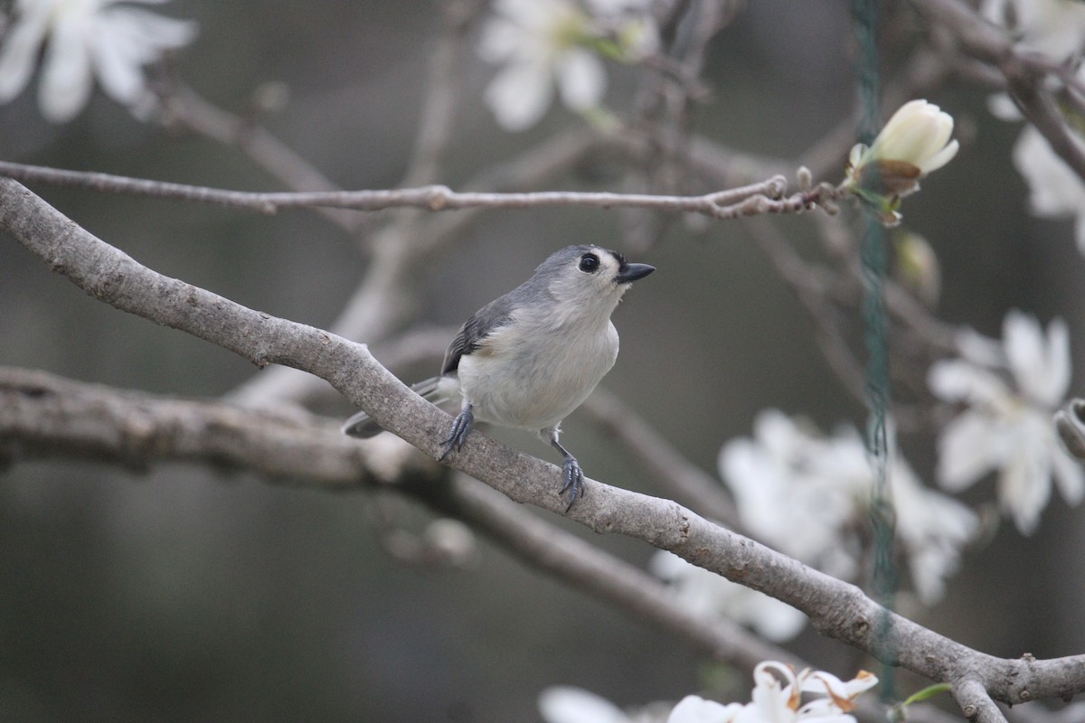 Tufted Titmouse - ML618143240