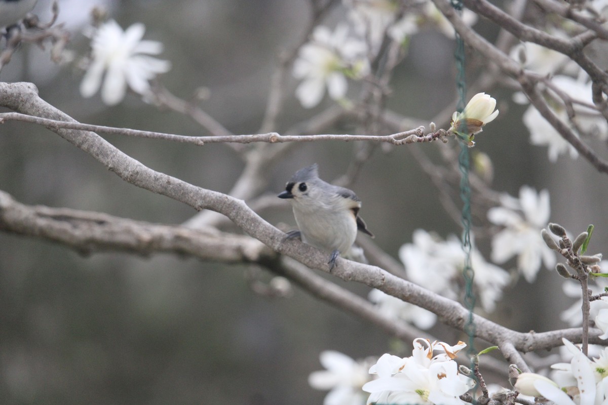 Tufted Titmouse - Melissa Grauel