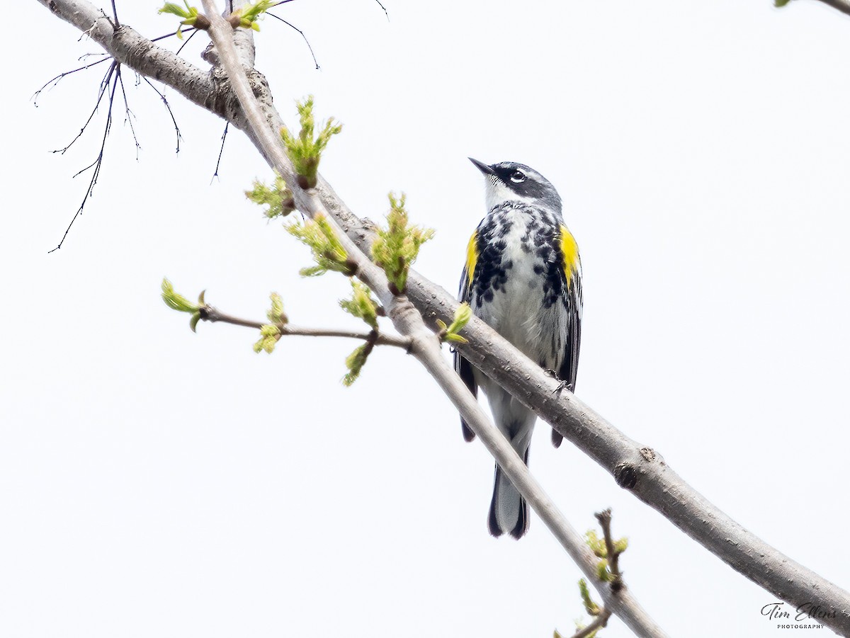 Yellow-rumped Warbler - Tim Ellens