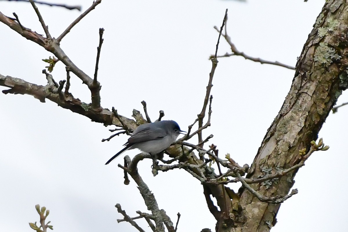 Blue-gray Gnatcatcher - Cristine Van Dyke