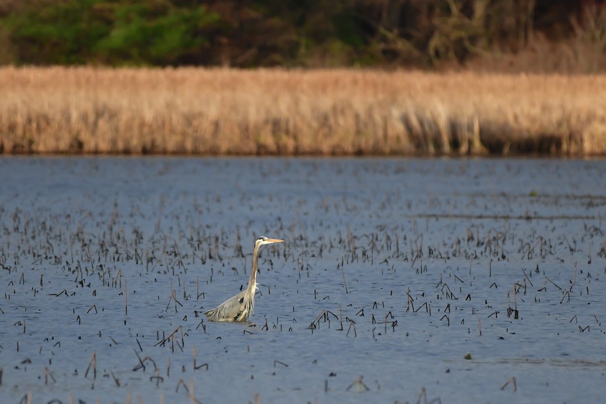 Great Blue Heron - Cristine Van Dyke