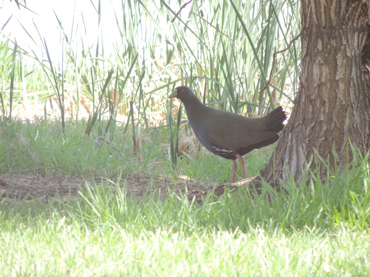 Black-tailed Nativehen - George Vaughan