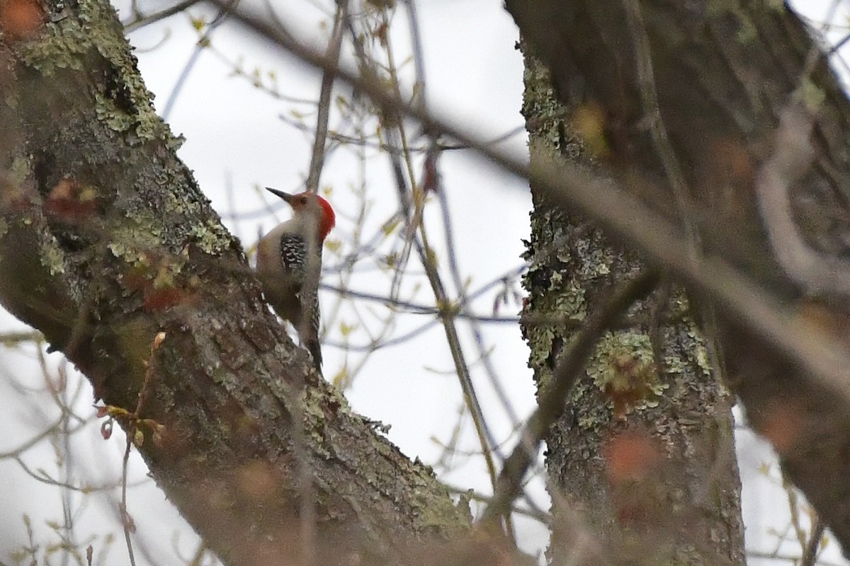 Red-bellied Woodpecker - Cristine Van Dyke