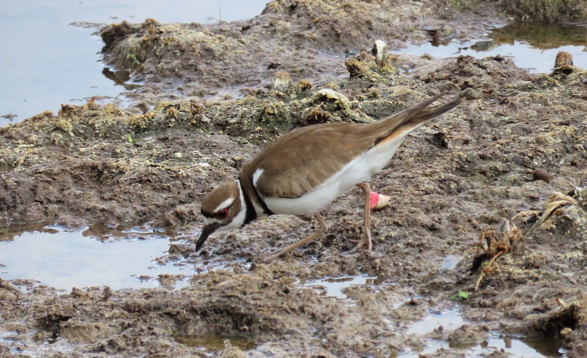 Killdeer - Susan Young