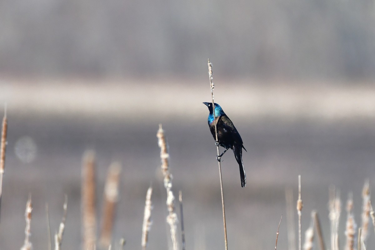 Common Grackle - Cristine Van Dyke