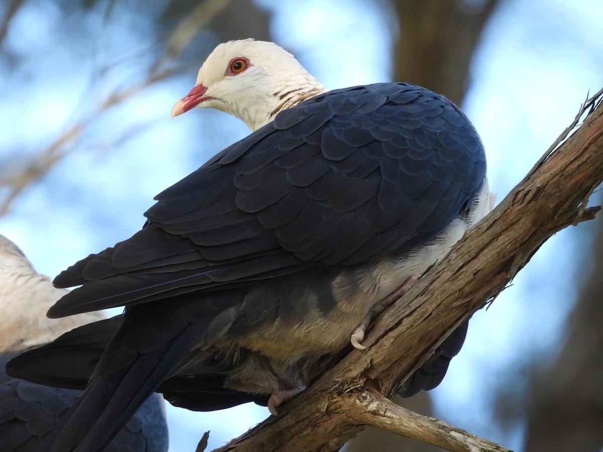 White-headed Pigeon - Chanith Wijeratne