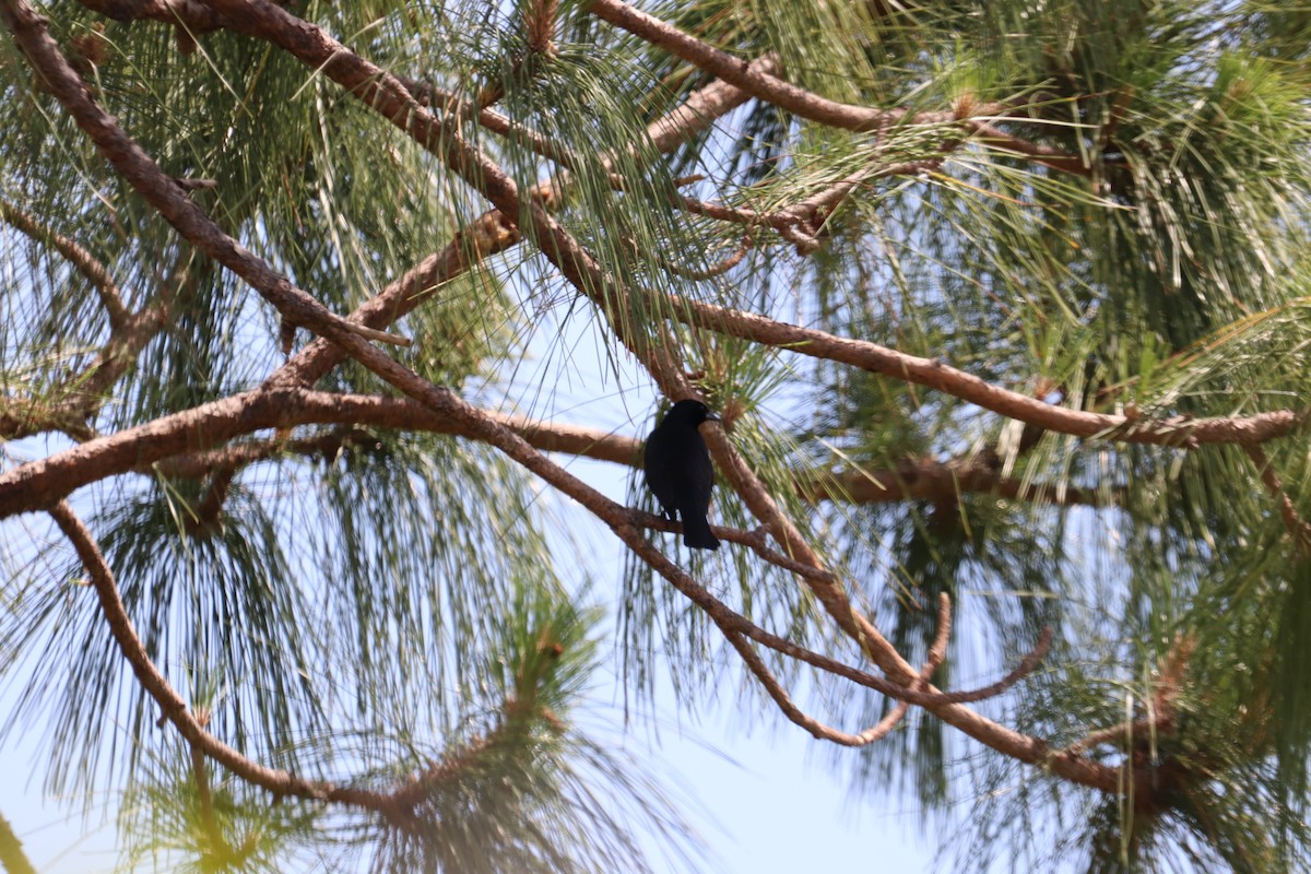 Shiny Cowbird - Ken Thayer